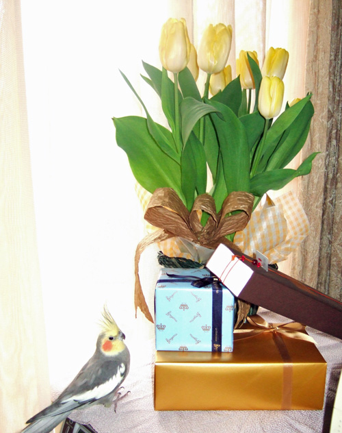 ごろうちゃんの写真