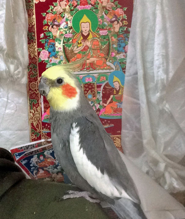 2014年ごろうちゃんご真影