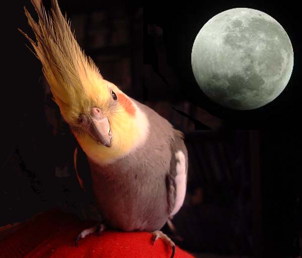 ごろーちゃんと月