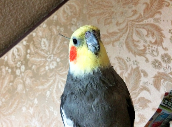 ごろうちゃんの笑顔画像